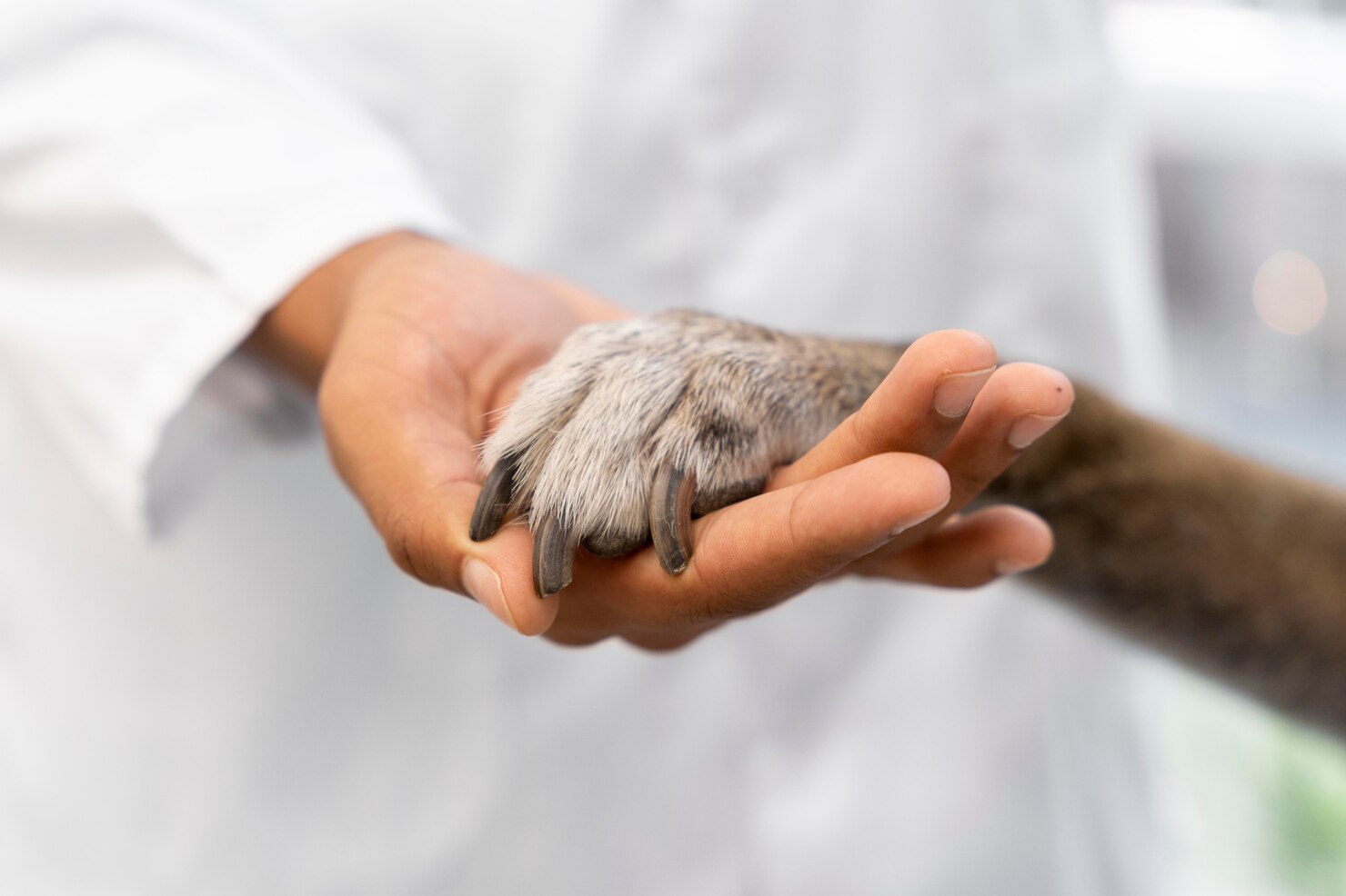 https://appoint.be/wp-content/uploads/2026/02/close-up-hand-holding-dog-paw_23-2149143868.jpg